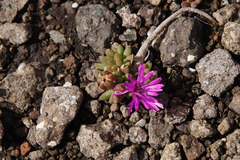 Delosperma basuticum