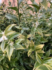Sarcococca
