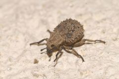 Brachycerus muricatus