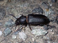 Spondylis buprestoides