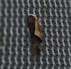 Norvellina pulchella