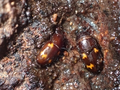 Glischrochilus japonius