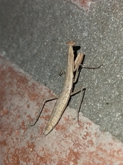 Musoniella