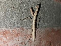 Musoniella