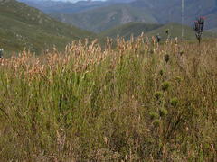 Elegia racemosa