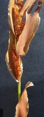 Elegia racemosa