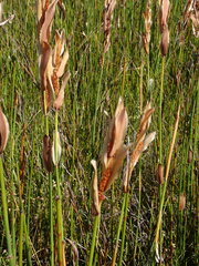 Elegia racemosa