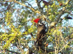 Dryocopus schulzii