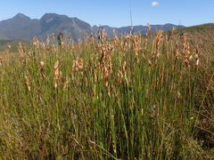 Elegia racemosa
