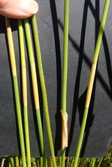 Elegia racemosa