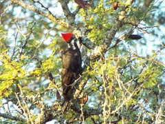 Dryocopus schulzii