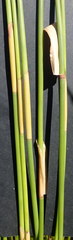 Elegia racemosa