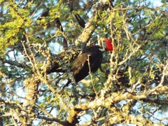 Dryocopus schulzii