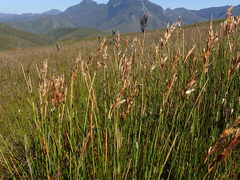 Elegia racemosa