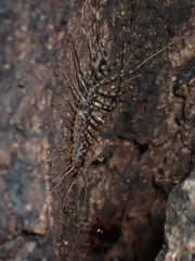 Thereuonema tuberculata