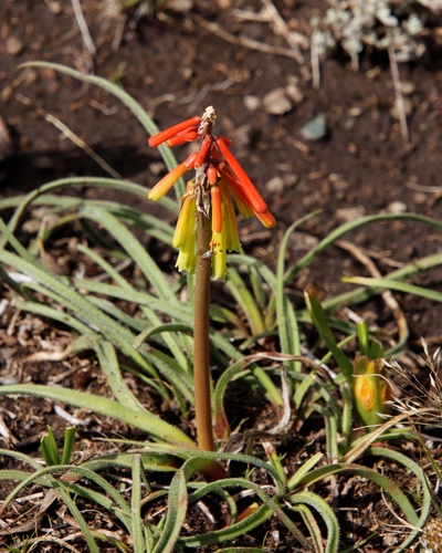 Image of Kniphofia hirsuta by (c) Tony Rebelo, some rights reserved (CC BY-SA)