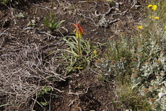 Kniphofia hirsuta