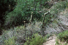 Trichocereus vollianus