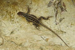 Sceloporus variabilis
