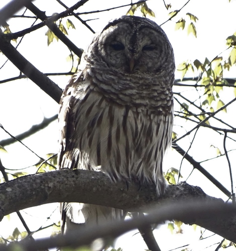Barred Owl photographed in Vermont