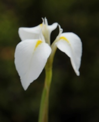 Moraea albicuspa