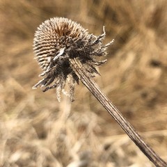 Rudbeckia hirta pulcherrima
