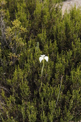 Moraea albicuspa