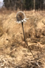 Rudbeckia hirta pulcherrima