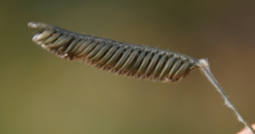 Image of Harpochloa falx by (c) Tony Rebelo, some rights reserved (CC BY-SA)