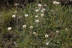 Helichrysum marginatum