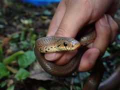 Euprepiophis conspicillata