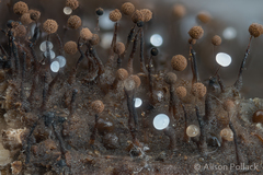 Clastoderma debaryanum