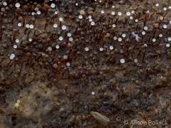 Clastoderma debaryanum