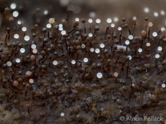 Clastoderma debaryanum