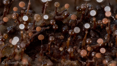 Clastoderma debaryanum