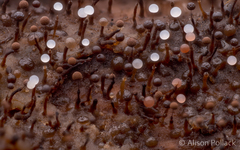 Clastoderma debaryanum