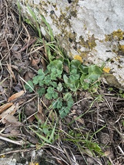 Corydalis triternata