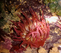 Anemonia sargassensis