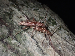 Pseudaeolesthes chrysothrix
