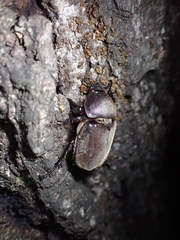 Trypoxylus dichotomus septentrionalis