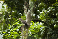 Campylorhynchus