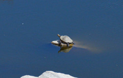 Trachemys nebulosa