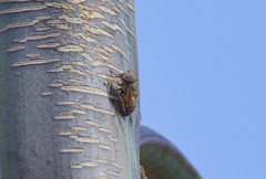 Copestylum isabellina