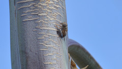 Copestylum isabellina