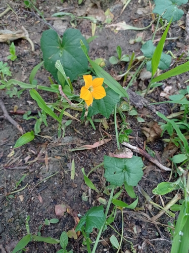 Momordica boivinii