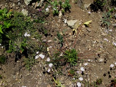 Lewisia columbiana