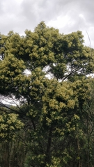 Acacia mearnsii image