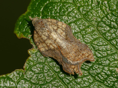 Acleris emargana