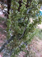 Rumex mexicanus