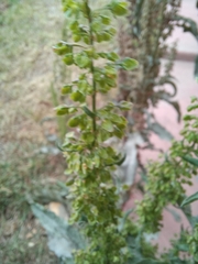 Rumex mexicanus